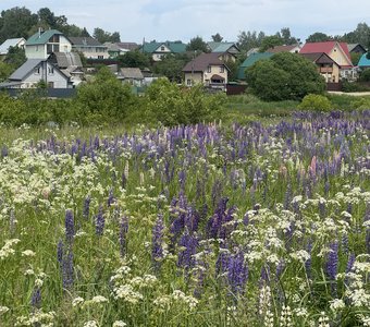 Цветение люпинов