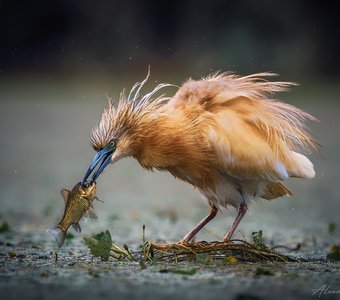 Золотая рыбка