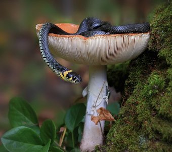 Уж принимает солнечные ванны.