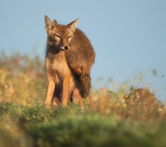 Воротничок с подогревом