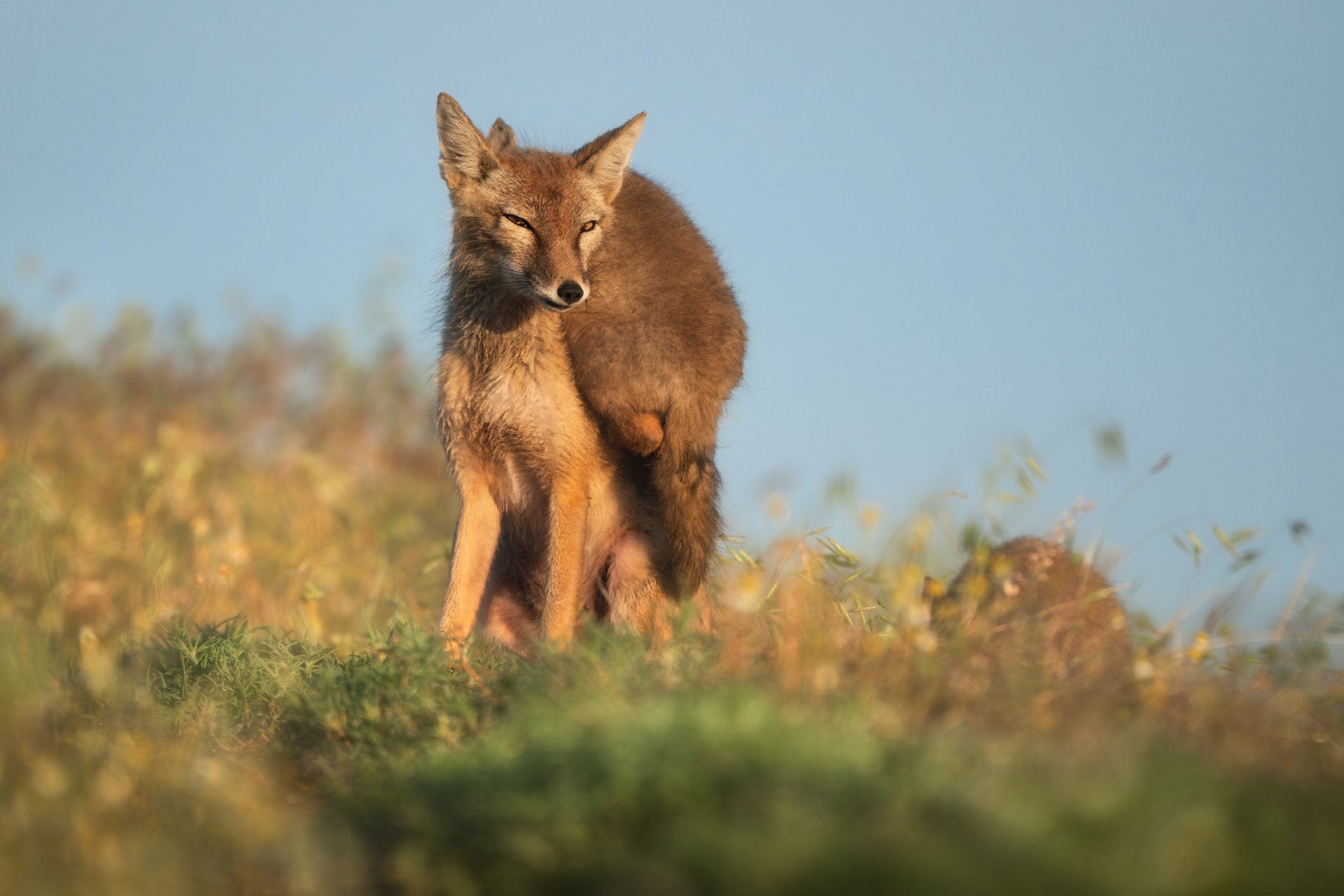 Воротничок с подогревом