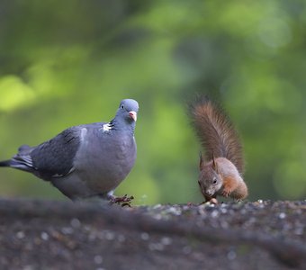 Лесной дуэт