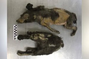 Найденные в Якутии древние «щенки» оказались сестрами-волчицами