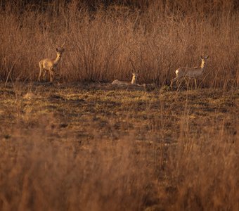 Сибирские косули