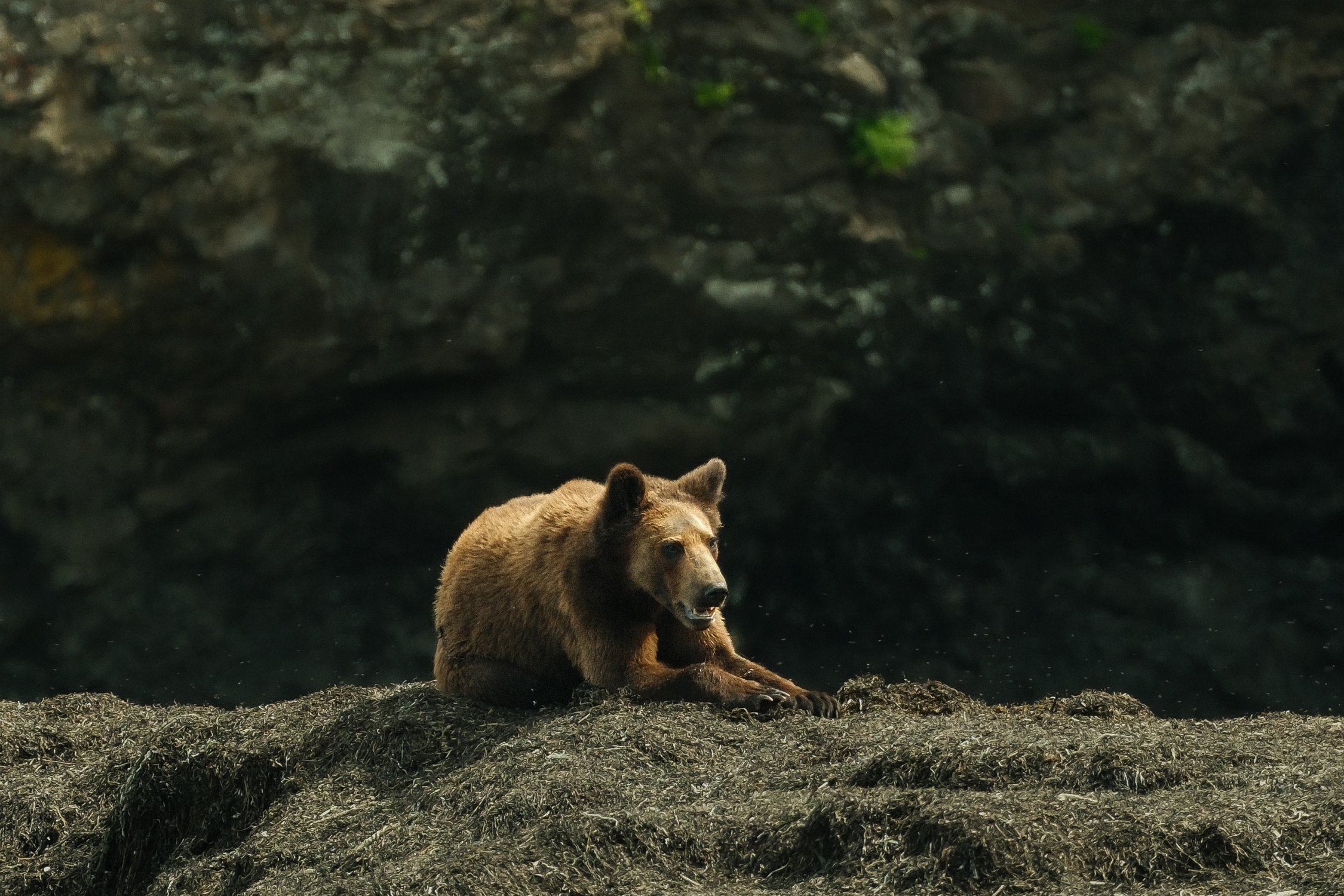 Встреча на берегу