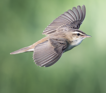 Камышовка-барсучок (Acrocephalus schoenobaenus)