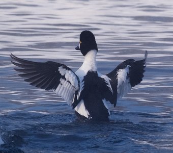 Гоголь обыкновенный (лат. Bucephala clangula)