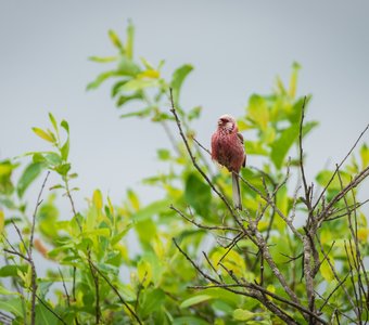 Длиннохвостый снегирь