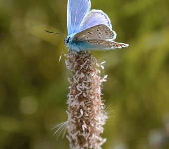 Голубянка Икар