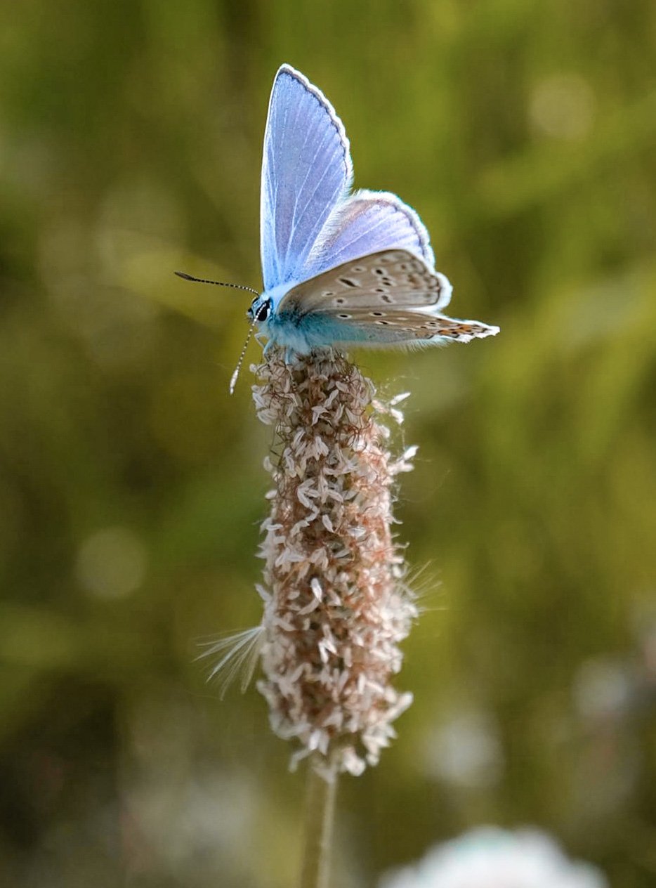 Голубянка Икар
