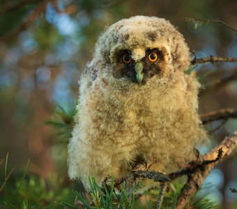 Слёток ушастой совы