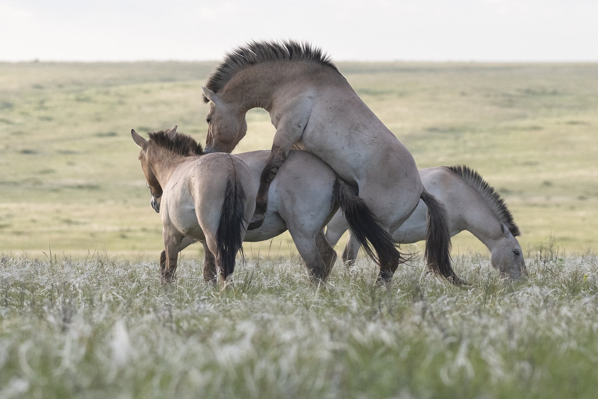 Весна в степи