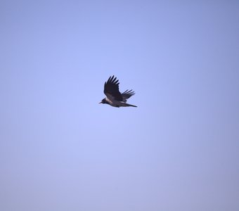 Серая ворона в полёте