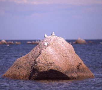 Чайки отдыхают в заливе на камне