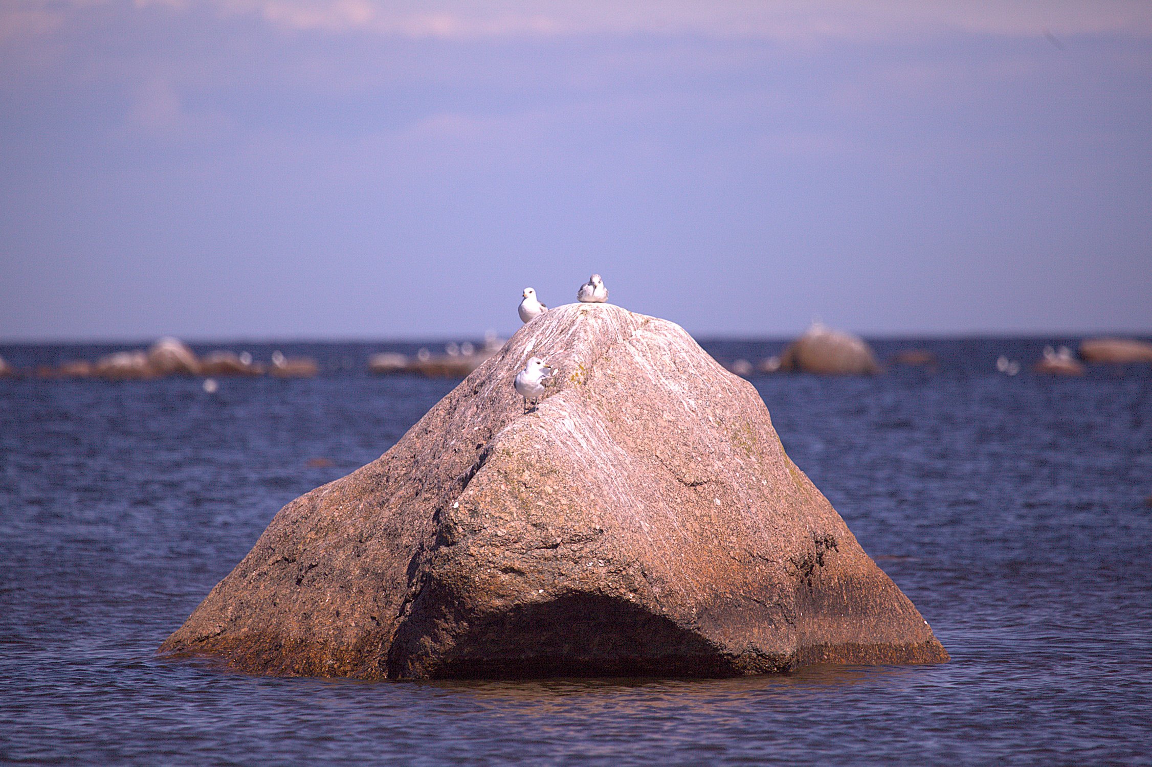 Чайки отдыхают в заливе на камне