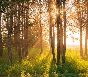 Доброе утро