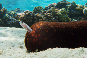 Эти рыбы живут в заднем проходе морских огурцов. Зачем?