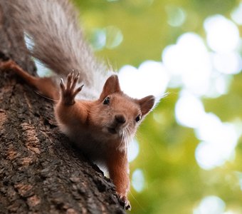 Неожиданная встреча