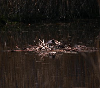 Лысуха на гнезде