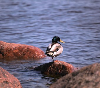 Утка кряква на камне
