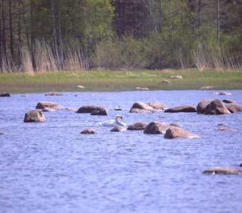 Лебедь купается в Финском заливе