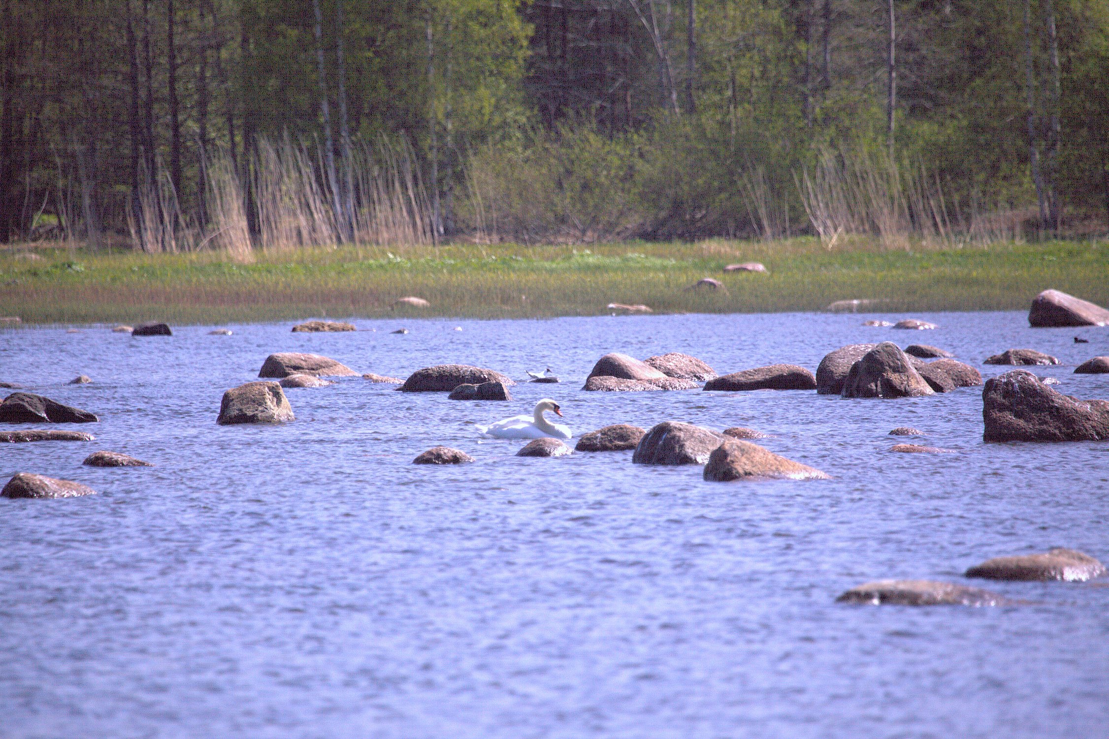 Лебедь купается в Финском заливе