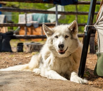 Таинственная незнакомка