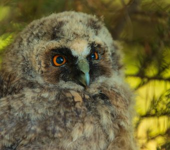 Портрет совёнка