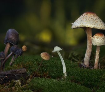 Грибная полянка