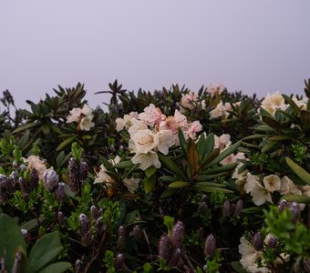 Рододендроны в тумане