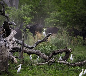 Африканские буйволы и цапли