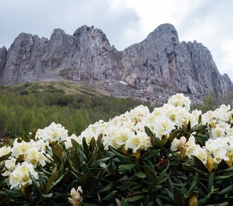 Рододендроны в горах Кавказа