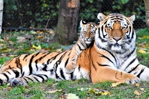 В Подмосковье у семьи пытаются изъять тигренка