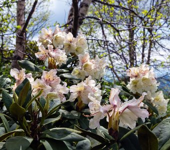 Рододендроны на фоне берез