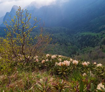 Рододендроны в горах Кавказа