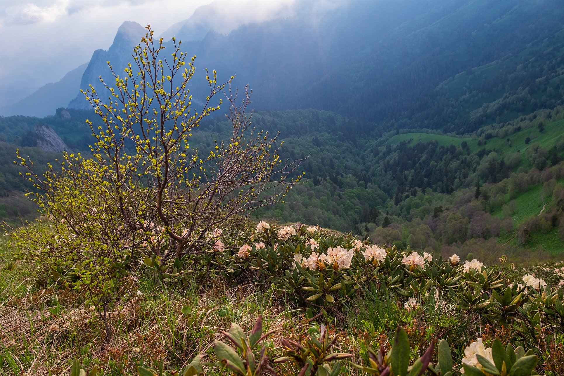 Рододендроны в горах Кавказа