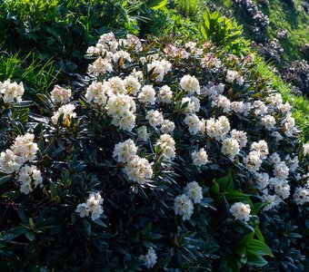 Рододендроны в горах Кавказа