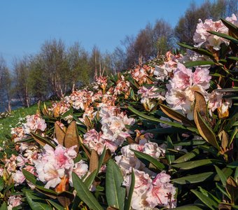 Рододендроны на фоне берез