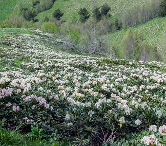 Молочные реки