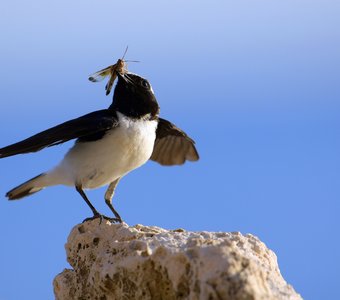 Начинаем утреннюю зарядку