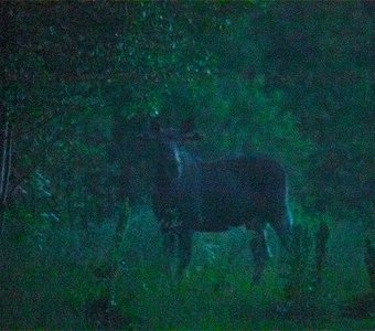 Встреча в сумерках