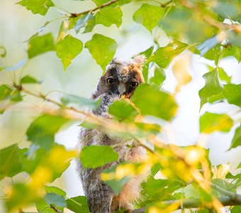 Эти глаза напротив