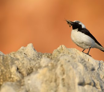 Папа может всё что угодно!