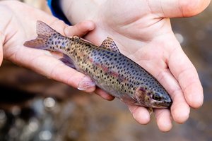Пойманные рыбы испытывают сильнейшую боль перед смертью