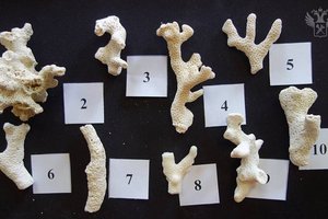 В Калининграде туристку с кораллами задержали на таможне