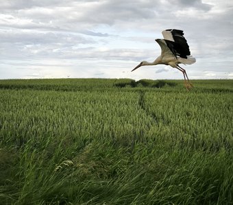 Взлетающий аист.