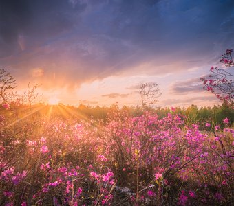 Забайкальский багульник (рододендрон даурский)