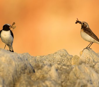 Заботливые родители