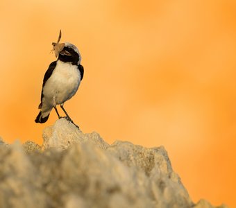 Галстук-бабочка