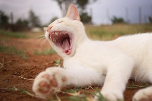 Знаменитого кота выдворили с горы на Филиппинах за «плохое» поведение